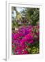 British Virgin Islands, Virgin Gorda, bougainvillea flowers-Walter Bibikow-Framed Photographic Print