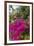 British Virgin Islands, Virgin Gorda, bougainvillea flowers-Walter Bibikow-Framed Photographic Print