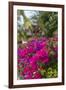 British Virgin Islands, Virgin Gorda, bougainvillea flowers-Walter Bibikow-Framed Photographic Print