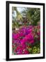 British Virgin Islands, Virgin Gorda, bougainvillea flowers-Walter Bibikow-Framed Photographic Print