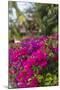 British Virgin Islands, Virgin Gorda, bougainvillea flowers-Walter Bibikow-Mounted Photographic Print
