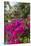 British Virgin Islands, Virgin Gorda, bougainvillea flowers-Walter Bibikow-Stretched Canvas