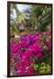 British Virgin Islands, Virgin Gorda, bougainvillea flowers-Walter Bibikow-Framed Photographic Print