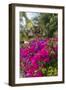 British Virgin Islands, Virgin Gorda, bougainvillea flowers-Walter Bibikow-Framed Photographic Print