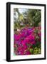 British Virgin Islands, Virgin Gorda, bougainvillea flowers-Walter Bibikow-Framed Photographic Print