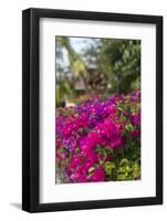 British Virgin Islands, Virgin Gorda, bougainvillea flowers-Walter Bibikow-Framed Photographic Print