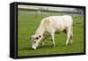 British White Cattle-null-Framed Stretched Canvas