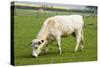 British White Cattle-null-Stretched Canvas