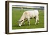 British White Cattle-null-Framed Photographic Print