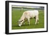 British White Cattle-null-Framed Photographic Print