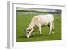 British White Cattle-null-Framed Photographic Print