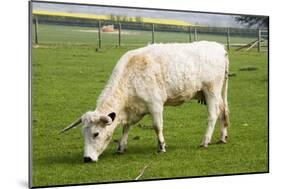 British White Cattle-null-Mounted Photographic Print