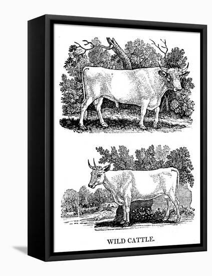 British Wild or Park Cattle, 1790-Thomas Bewick-Framed Stretched Canvas