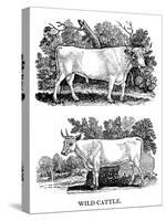 British Wild or Park Cattle, 1790-Thomas Bewick-Stretched Canvas