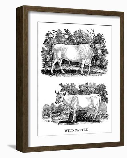 British Wild or Park Cattle, 1790-Thomas Bewick-Framed Giclee Print