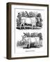 British Wild or Park Cattle, 1790-Thomas Bewick-Framed Giclee Print