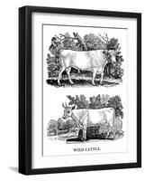 British Wild or Park Cattle, 1790-Thomas Bewick-Framed Giclee Print