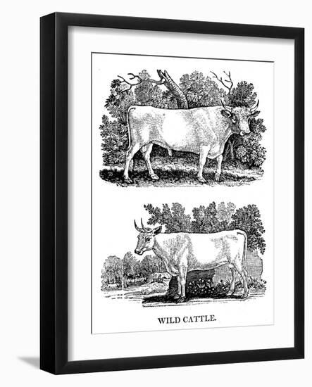 British Wild or Park Cattle, 1790-Thomas Bewick-Framed Giclee Print