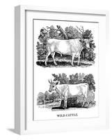 British Wild or Park Cattle, 1790-Thomas Bewick-Framed Giclee Print