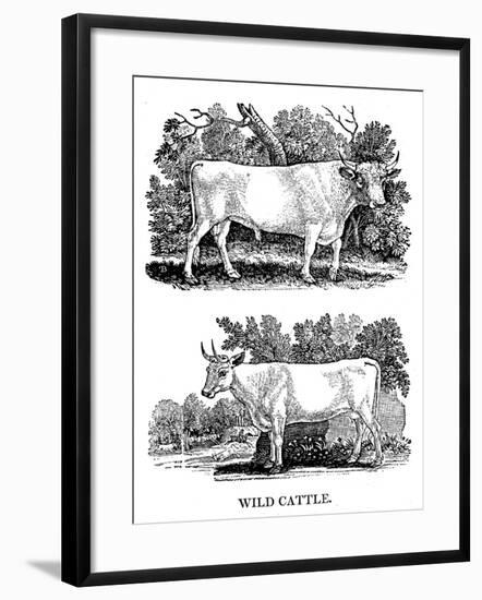 British Wild or Park Cattle, 1790-Thomas Bewick-Framed Giclee Print