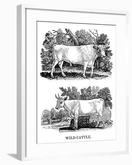 British Wild or Park Cattle, 1790-Thomas Bewick-Framed Giclee Print