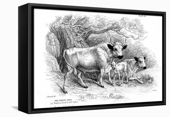 British Wild or Park Cattle-William Jardine-Framed Stretched Canvas