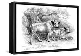 British Wild or Park Cattle-William Jardine-Framed Stretched Canvas