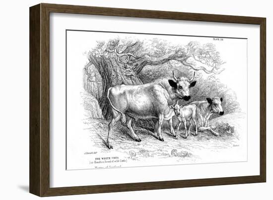 British Wild or Park Cattle-William Jardine-Framed Giclee Print