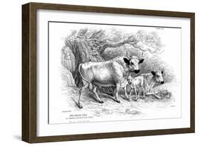 British Wild or Park Cattle-William Jardine-Framed Giclee Print