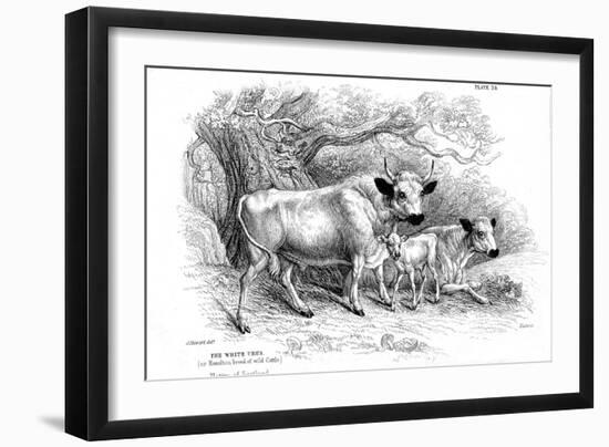 British Wild or Park Cattle-William Jardine-Framed Giclee Print