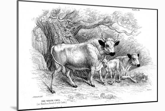 British Wild or Park Cattle-William Jardine-Mounted Giclee Print