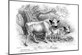 British Wild or Park Cattle-William Jardine-Mounted Giclee Print