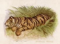 Bengal Tiger Resting-Brittan-Art Print