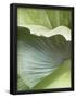 Essential Black