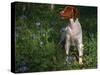 Brittany Spaniel, Domestic Gundog, USA-Lynn M. Stone-Stretched Canvas