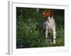 Brittany Spaniel, Domestic Gundog, USA-Lynn M. Stone-Framed Photographic Print