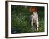 Brittany Spaniel, Domestic Gundog, USA-Lynn M. Stone-Framed Photographic Print