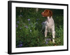 Brittany Spaniel, Domestic Gundog, USA-Lynn M. Stone-Framed Photographic Print