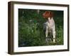 Brittany Spaniel, Domestic Gundog, USA-Lynn M. Stone-Framed Photographic Print