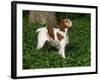 Brittany Spaniel, Domestic Gundog, USA-Lynn M^ Stone-Framed Photographic Print