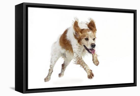Brittany Spaniel Running Towards Camera in Studio-null-Framed Stretched Canvas
