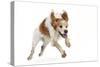 Brittany Spaniel Running Towards Camera in Studio-null-Stretched Canvas