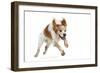 Brittany Spaniel Running Towards Camera in Studio-null-Framed Photographic Print