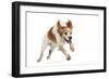 Brittany Spaniel Running Towards Camera in Studio-null-Framed Photographic Print