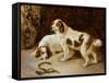 Brittany Spaniels-George Wiliam Horlor-Framed Stretched Canvas