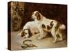 Brittany Spaniels-George Wiliam Horlor-Stretched Canvas