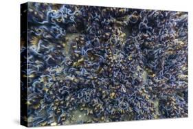 Brittle Stars Massing by the Hundreds in Possible Reproduction Event at Tagus Cove-Michael Nolan-Stretched Canvas