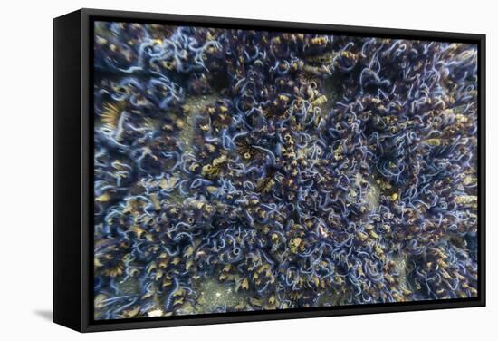 Brittle Stars Massing by the Hundreds in Possible Reproduction Event at Tagus Cove-Michael Nolan-Framed Stretched Canvas