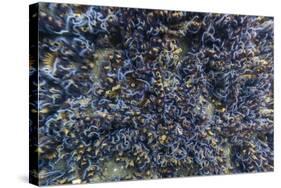 Brittle Stars Massing by the Hundreds in Possible Reproduction Event at Tagus Cove-Michael Nolan-Stretched Canvas