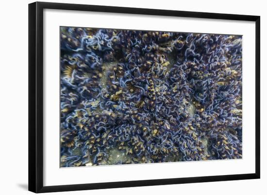 Brittle Stars Massing by the Hundreds in Possible Reproduction Event at Tagus Cove-Michael Nolan-Framed Photographic Print